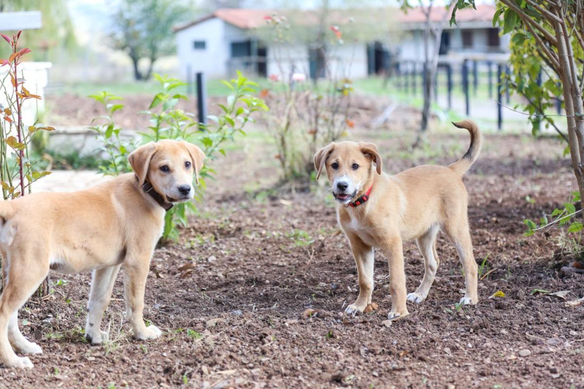 Orias Guesthouse & Farm กาลาวริตา ภายนอก รูปภาพ