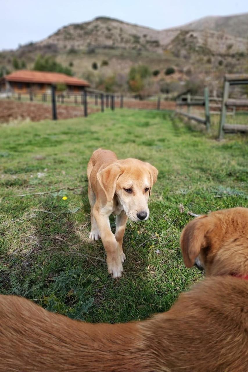 Orias Guesthouse & Farm กาลาวริตา ภายนอก รูปภาพ